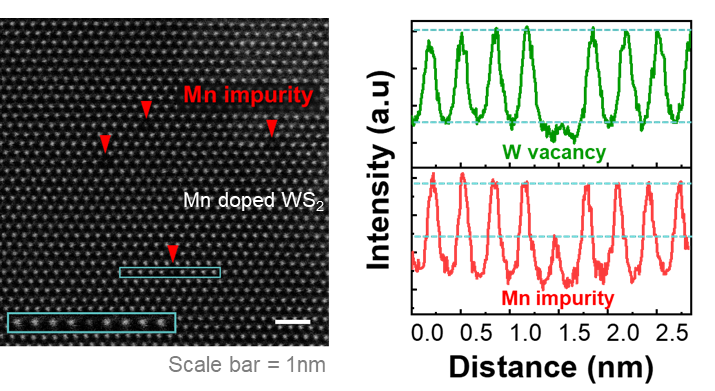Atomic-resolution STEM of Mn-doped WS2